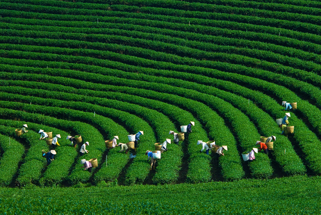 TRÀ Ô LONG TÂM CHÂU CÓ TỐT KHÔNG? TÌM HIỂU NGAY!